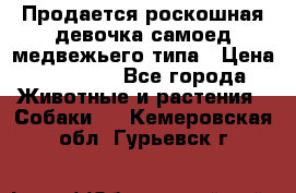 Продается роскошная девочка самоед медвежьего типа › Цена ­ 35 000 - Все города Животные и растения » Собаки   . Кемеровская обл.,Гурьевск г.